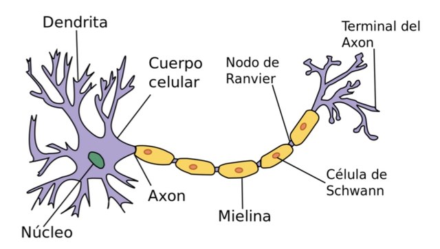 Estructura_neurona